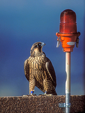 6 - Peregrine Falcon