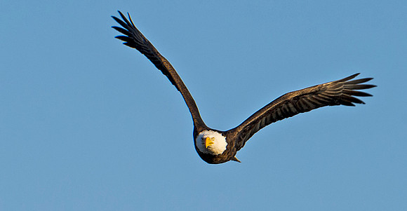 Bald_eagle_99