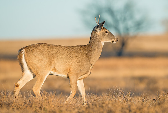 White-tailed_deer_50