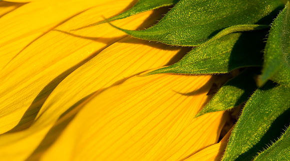 Sunflower_macro_1