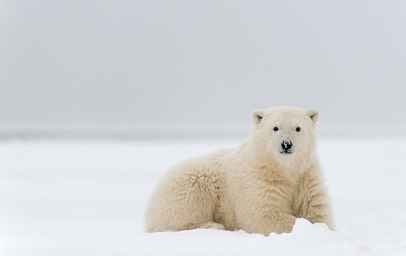Polar_bear_8