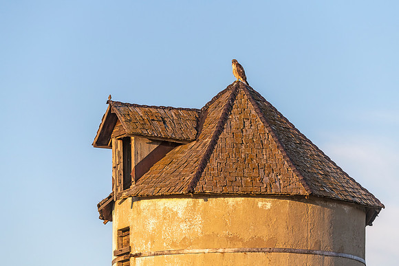 Red-tailed_hawk_Loveland_2024_1