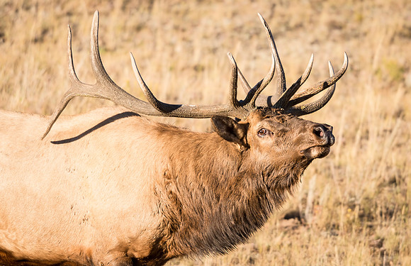 Elk_RMNP_2016_2