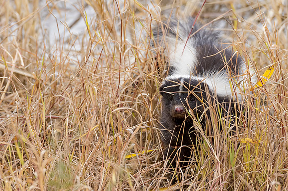 Striped_skunk_BDANWR_2016_2