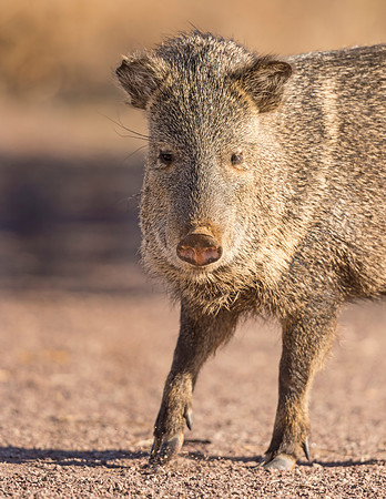 Collared_peccary_BDANWR_2016_1