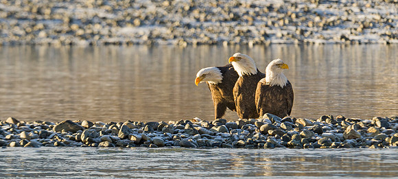 Bald_Eagle_Haines_16