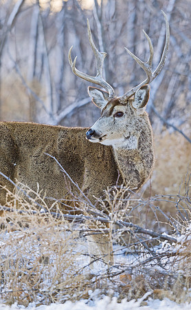 Mule_deer_85