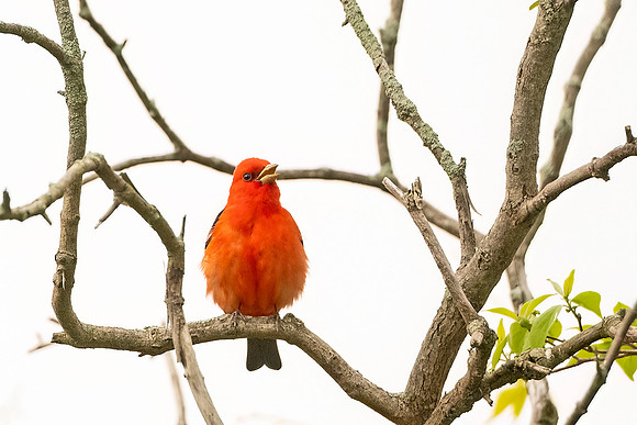 Scarlet_tanager_BWAB_2024_1