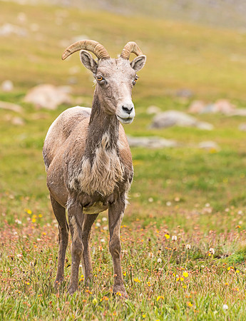 Bighorn_109