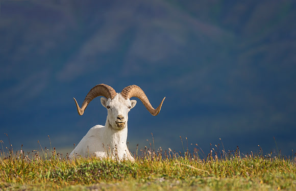 Dalls_sheep_Denali_2016_3