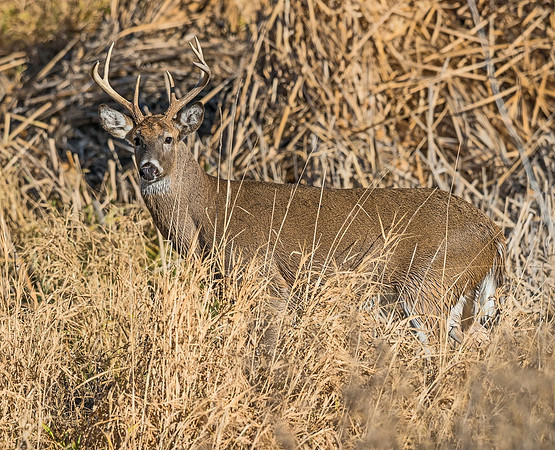 White-tailed_deer_37