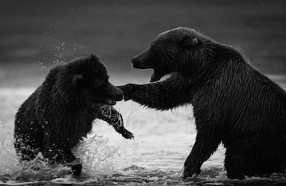 Brown_bear_LC_9_BW