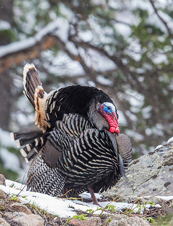 Turkey_9