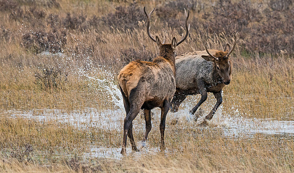 Elk_24