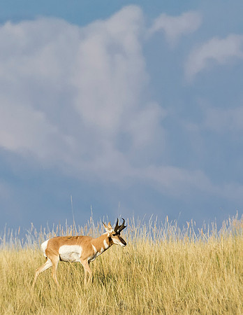 Pronghorn_antelope_11