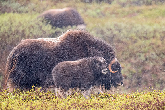 Muskox_Nome_2023_1