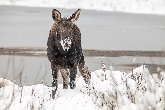 Moose_RMNP_2024_5