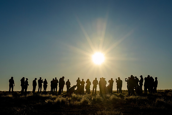Black-footed_ferret_release_Lamar_2024-1