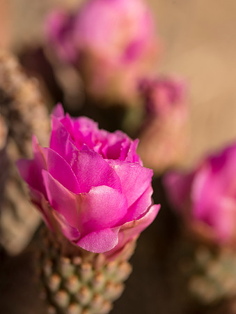 Cactus_Joshua_Tree_NP_2