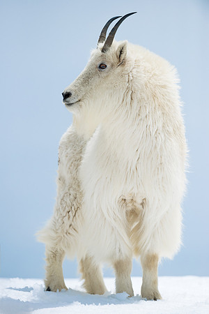 Mountain_goat_7