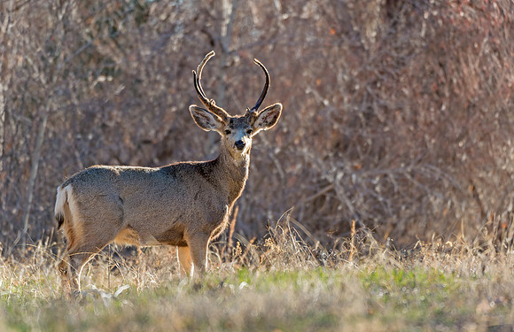 Mule_deer_buck_WC_1