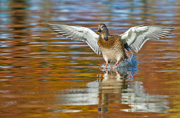 Mallard_hen_6