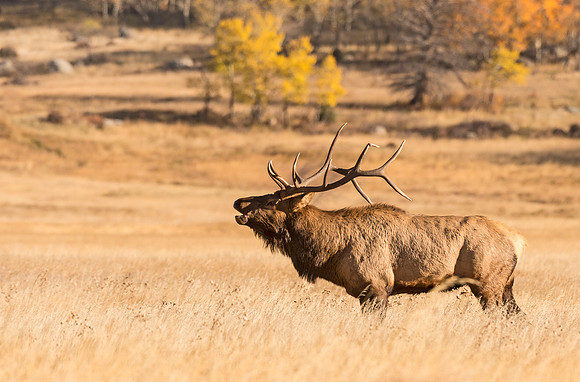 Elk_47