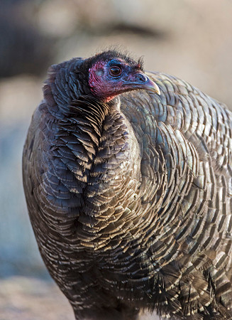 Turkey_WC_4