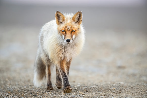 Red_fox_Nome_2023_6