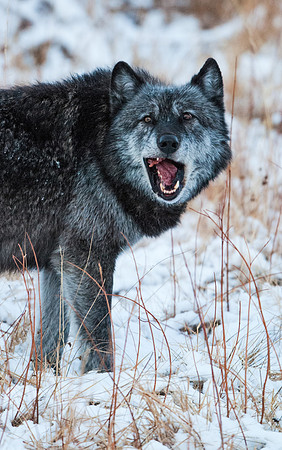 Wolf_6