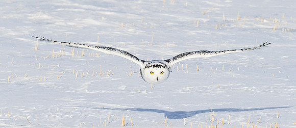 Snowy_owl_12