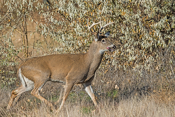 White-tailed_deer_26