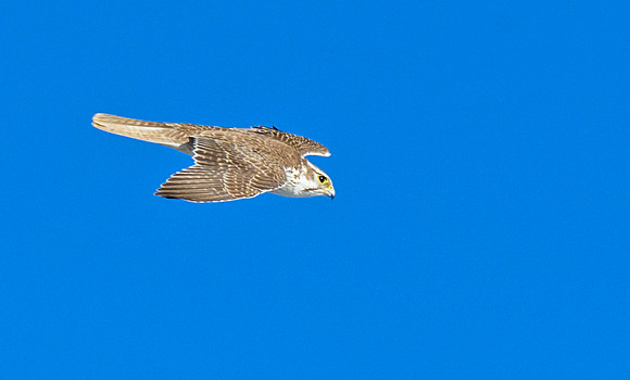 Merlin_6