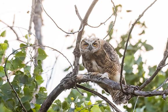 Great_horned_owl_Loveland_2024_1
