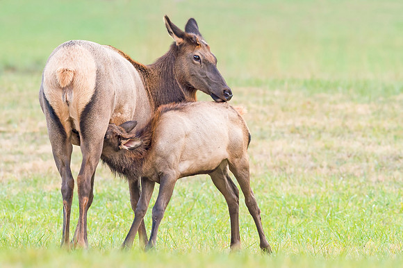 Elk_GSMNP_2016_40