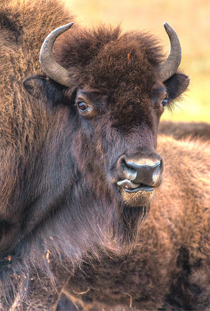 Bison_20