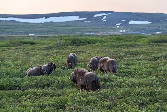 Muskox_Nome_2023_10