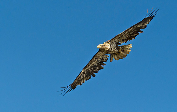 Bald_eagle_106