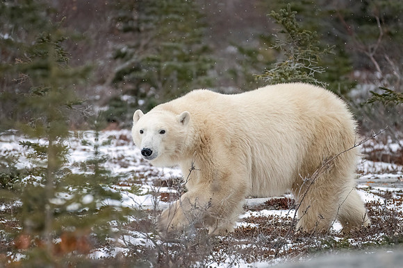 Polar_bear_CH_2024_3