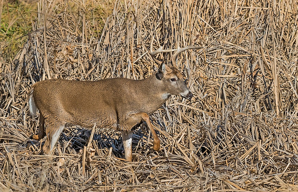 White-tailed_deer_32