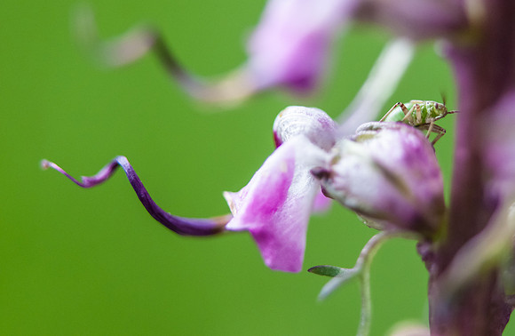 Green Bug on Elephant Head