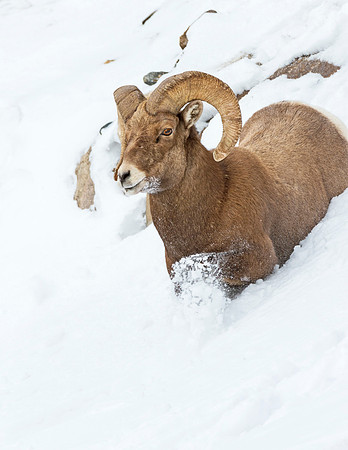 Bighorn_ram_Guanella_Pass_6