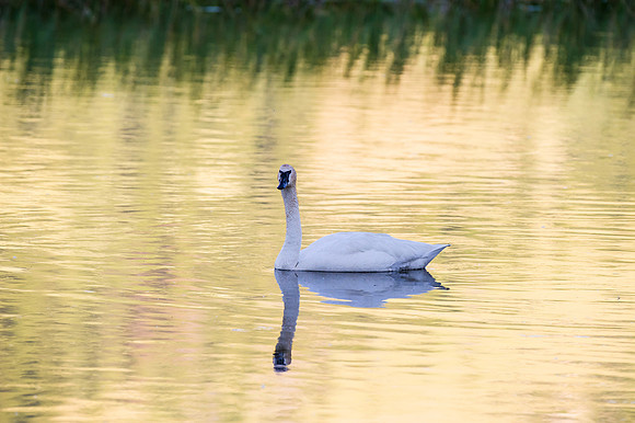 Swan on Flat Creek