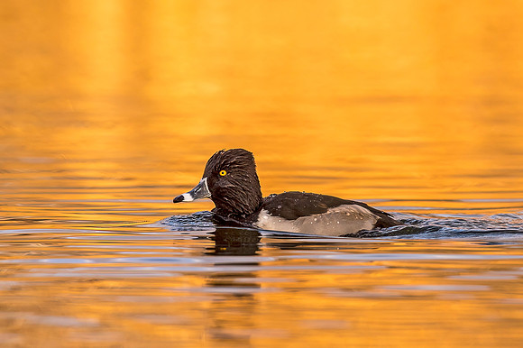 Lesser_scaup_Tingley_2019_1