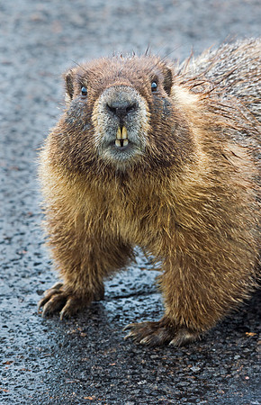 Marmot_15