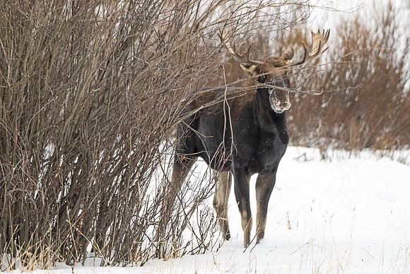 Moose_YNP_2024_2