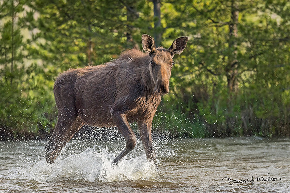 Moose_RMNP_2019_26