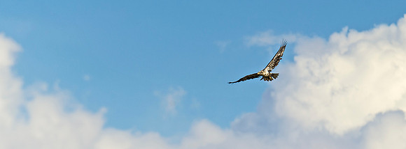 Bald_eagle_103