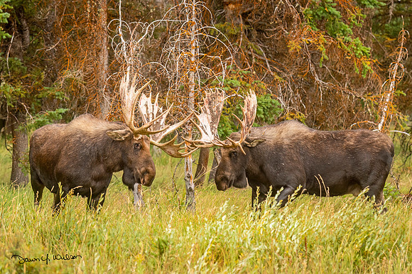Moose_GTNP_2020_5