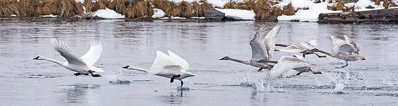 Trumpeter_Swan_IP_1